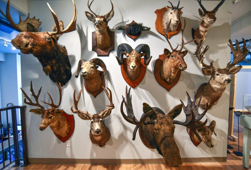 Selling Taxidermy at Auction Affiliate Knowledge Base